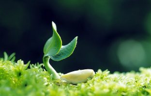 Làm sao giữ cho sức khoẻ được tốt? Mầm sống